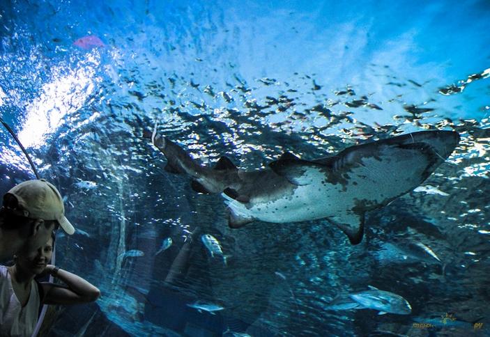 Siam Ocean World