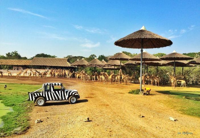 Safari World (Мир Сафари)