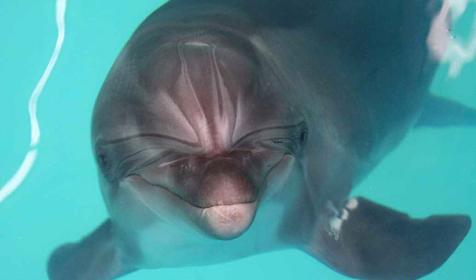 Геленджикский дельфинарий