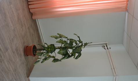 Солнечный