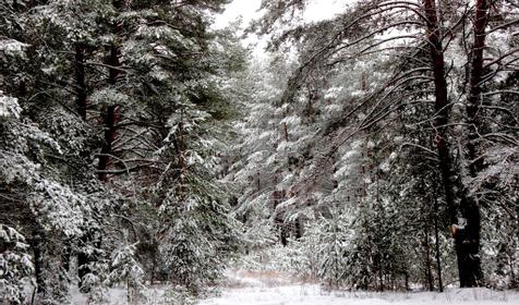 Дачный отель Pine River
