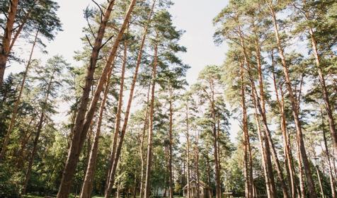 Дачный отель Pine River