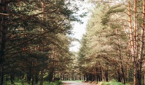 Дачный отель Pine River