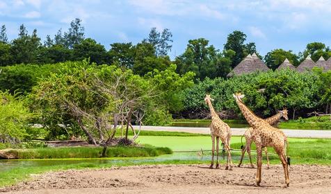 Зоопарк Safari World, Бангкок, Таиланд