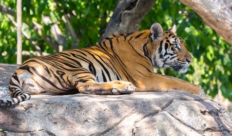 Зоопарк Safari World, Бангкок, Таиланд