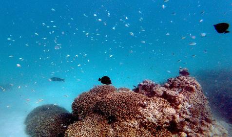 Gangehi Island Resort