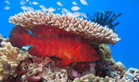 Gangehi Island Resort