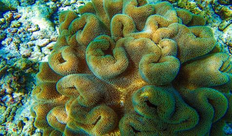 Biyadhoo Island Resort