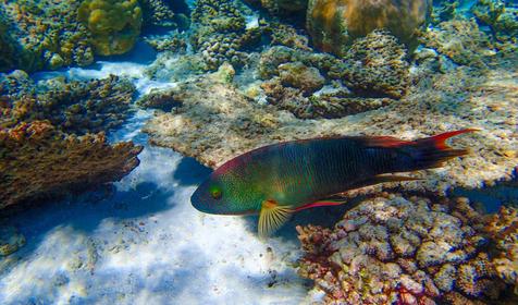 Biyadhoo Island Resort