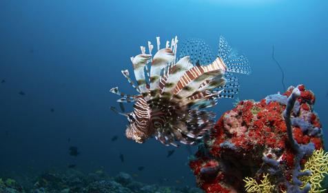 Biyadhoo Island Resort