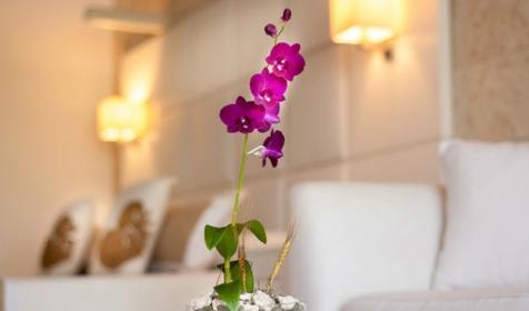 Honeymoon Suite