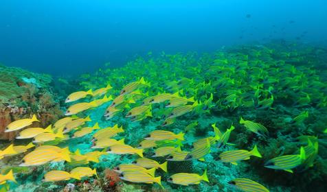 Mirihi Island Resort
