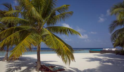 Coco Bodu Hithi