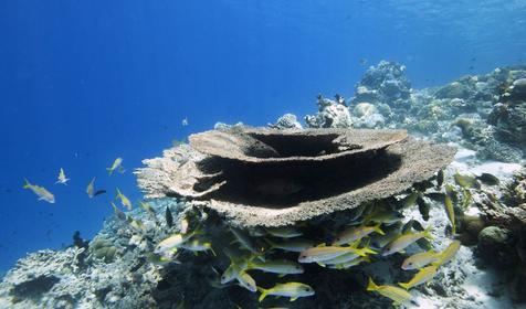 Coco Bodu Hithi