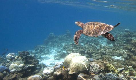 Coco Bodu Hithi