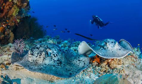Brennia Kottefaru Maldives