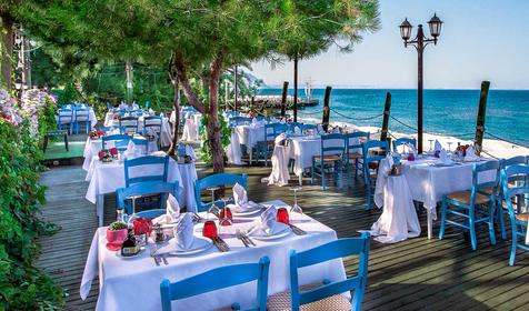 Gypsophila Club Marine