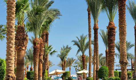 Hilton Hurghada Resort